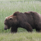 Illustration for article titled Please Enjoy This Gallery Of Amazing Bear Photos